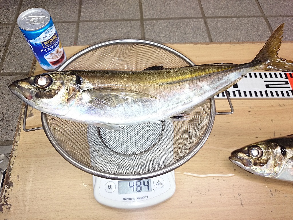 連日出ました マアジ37cm 36cm エサの釣り王