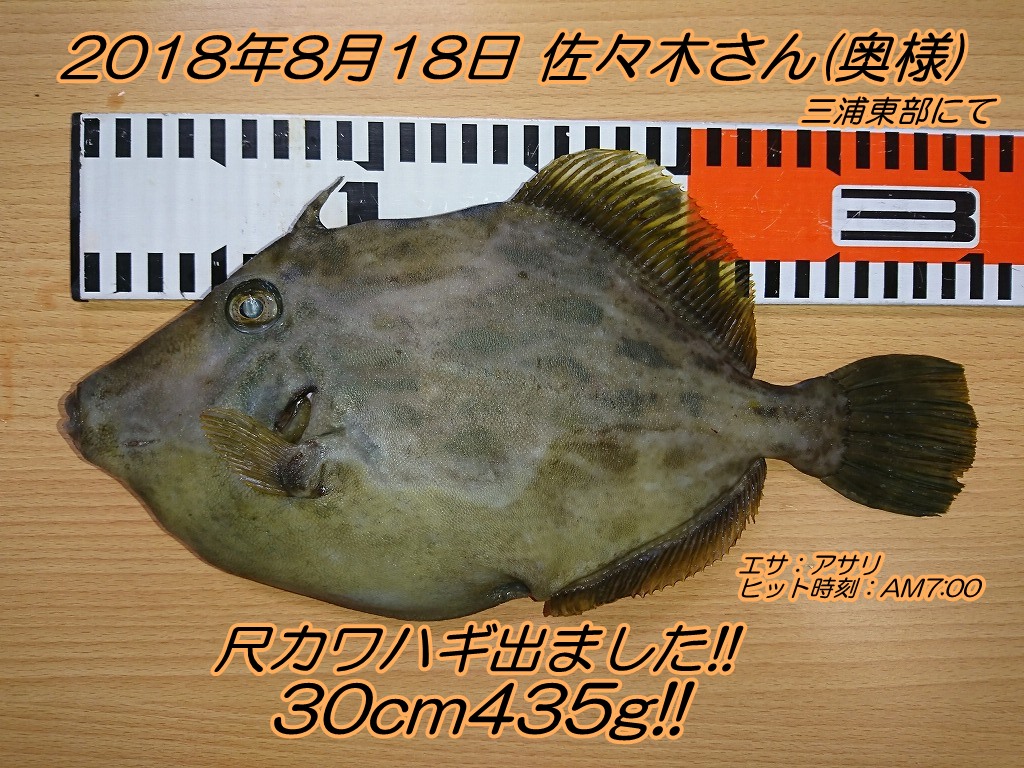 地磯で尺カワハギ30m435g エサの釣り王