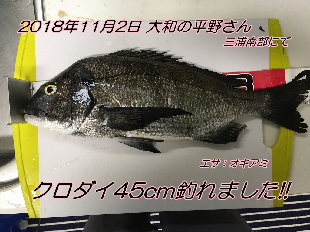 夜釣りでクロダイ45cm メジナ37cm エサの釣り王