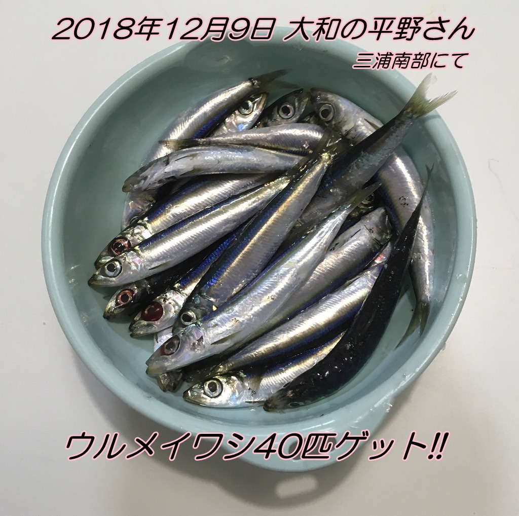 2時間でイワシ3種 130匹ゲット エサの釣り王