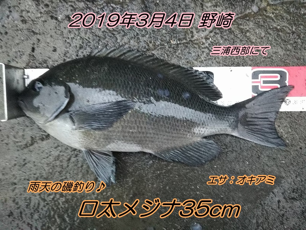 3 4 月 雨の地磯でメジナ釣り エサの釣り王