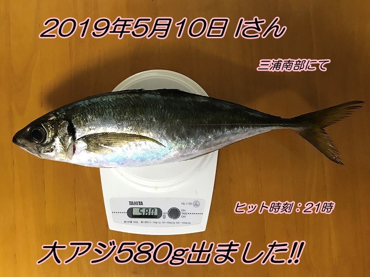 夜釣りで大アジ580g出ました エサの釣り王