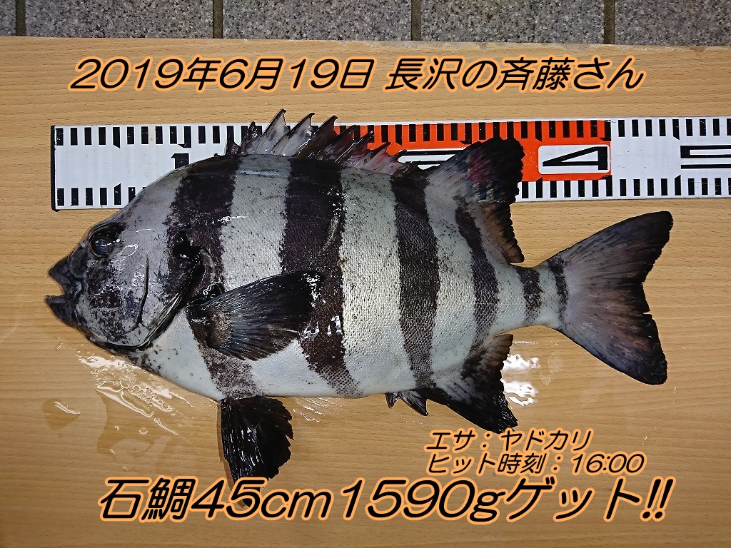 石鯛45cm1590g出ました エサの釣り王