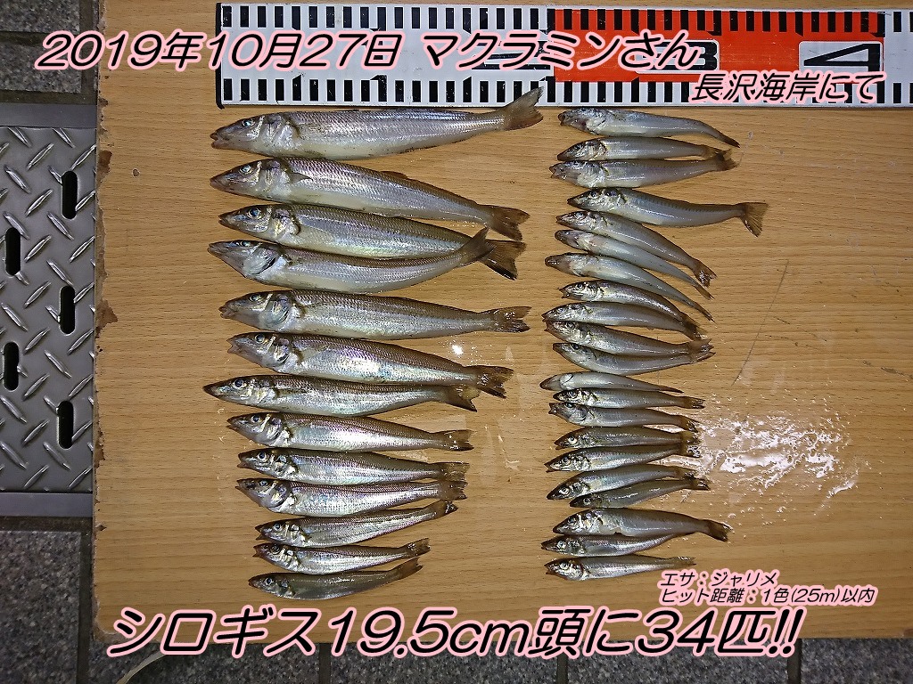 シロギス19 5cm頭に34匹ゲット エサの釣り王