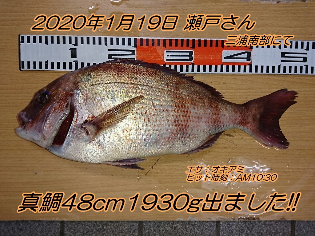 磯真鯛48cm1930gゲット エサの釣り王