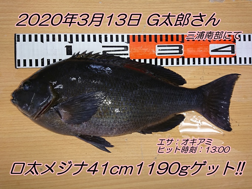 白昼に出ました 口太メジナ41cm1190g エサの釣り王