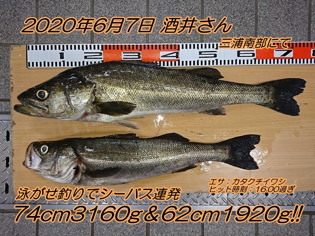 泳がせ釣りでシーバス連発 74cm 62cm エサの釣り王