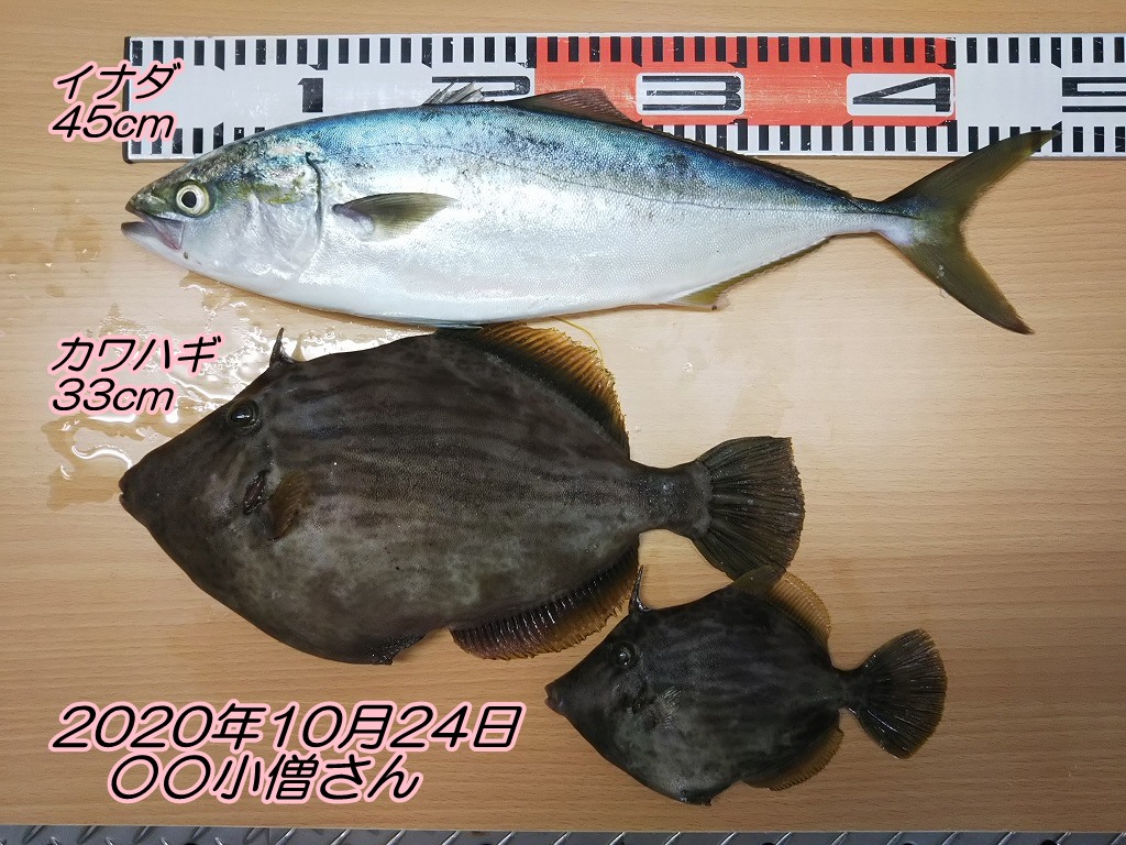 マイボートでカワハギ33cm イナダ45cm エサの釣り王