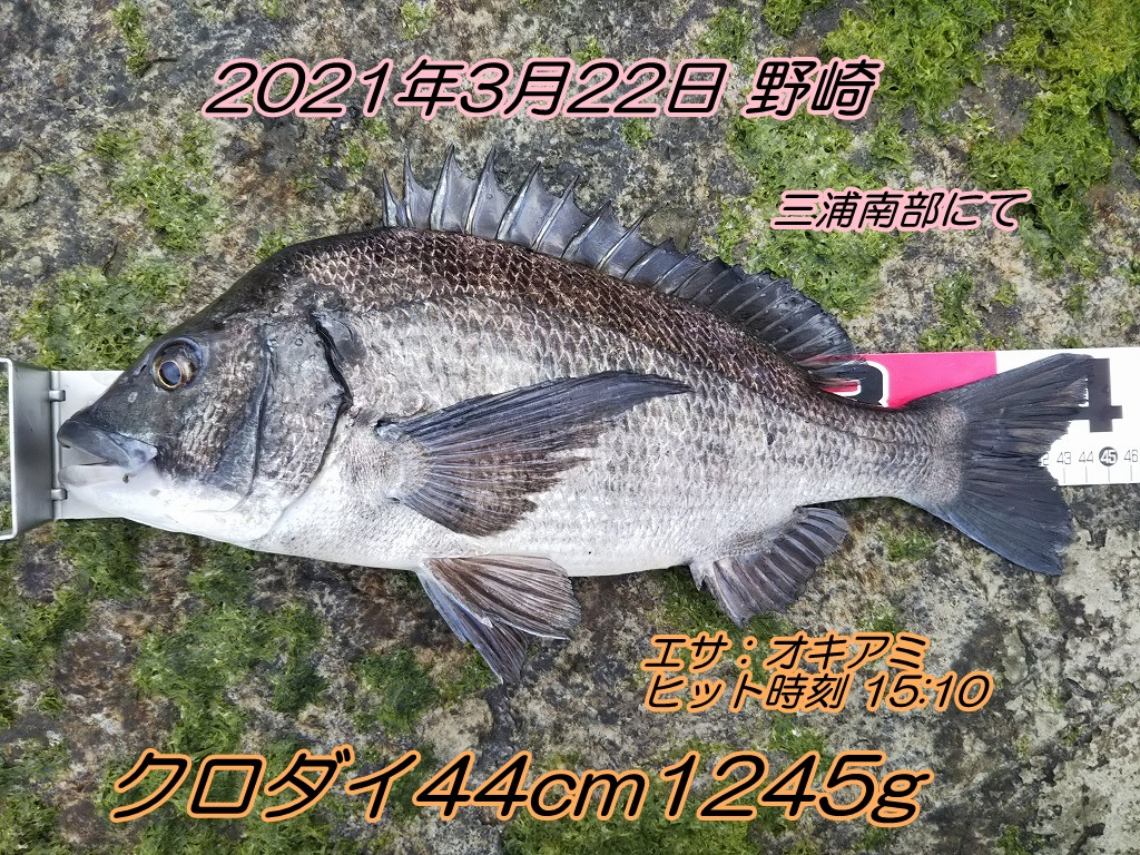 初場所でクロダイ44cm 33cm エサの釣り王