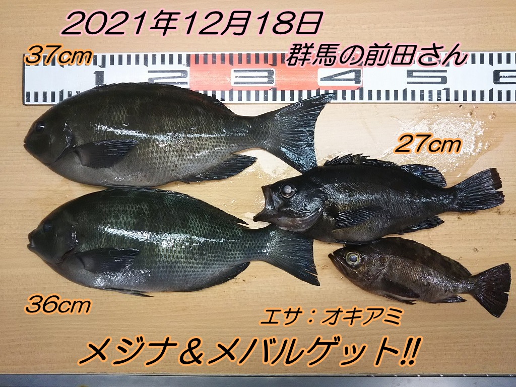 夜釣りで口太メジナ37cm 36cm メバル27cm エサの釣り王