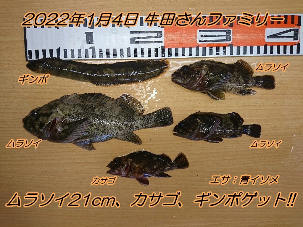 ブラクリ仕掛けでムラソイ カサゴ ギンポゲット エサの釣り王