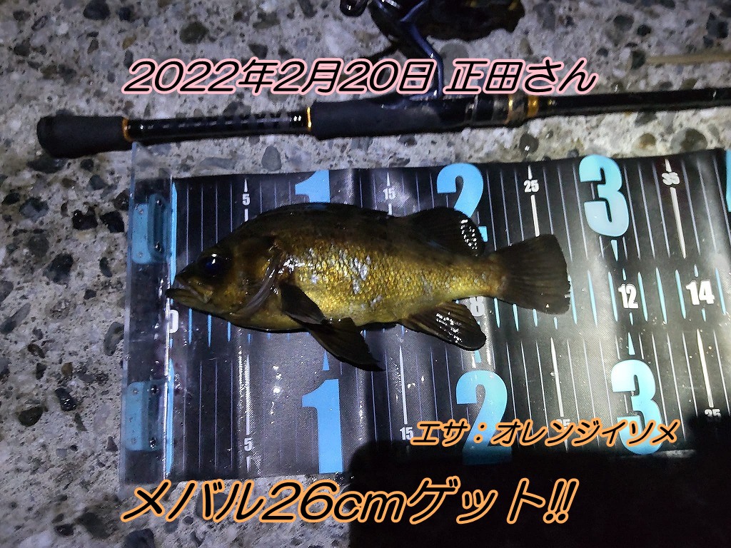 夜釣りでメバル26cmゲット エサの釣り王