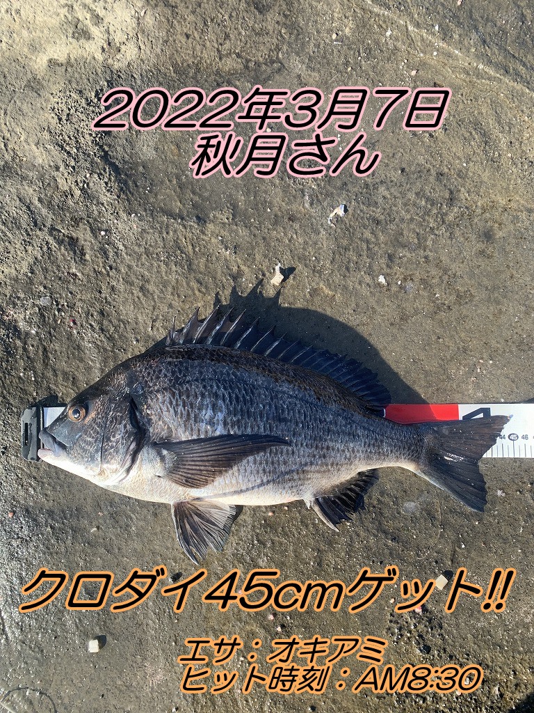 春の夜はメバルの夜釣りがお勧めです エサの釣り王